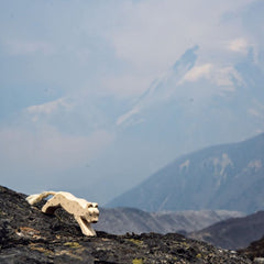 OSTHEIMER Snow Leopard